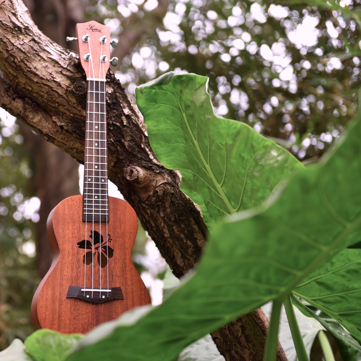 Kalena Mahogany Ukulele Hibiscus Edition Complete Set - Kalena Instruments / Warm Mahogany