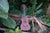 Kalena Moonlight Sapele Ukulele Hibiscus Edition (Complete Set) - Kalena Instruments